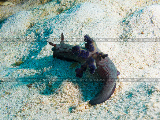 Голожаберник Немброта миллери (Nembrotha milleri - Milleri's nembrotha) Стоковое фото, фотограф Сергей Дубров / Фотобанк Лори