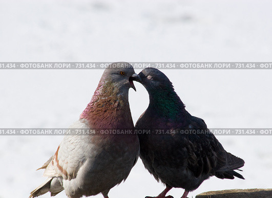 Голубь сизый, Columba livia, Rock Dove. Стоковое фото, фотограф Василий Вишневский / Фотобанк Лори
