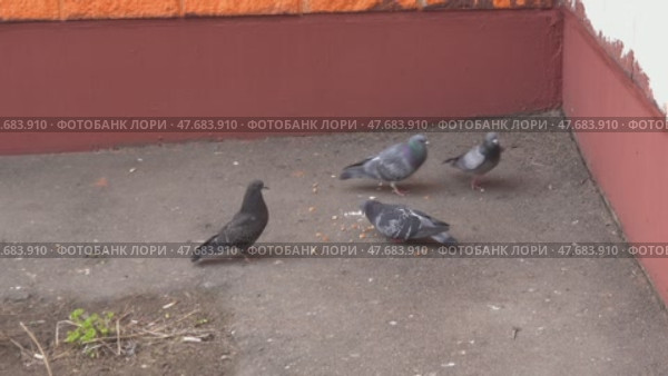 Голуби клюют корм у стены дома. Стоковое видео, видеограф Валерий Иванович Клейменов / Фотобанк Лори