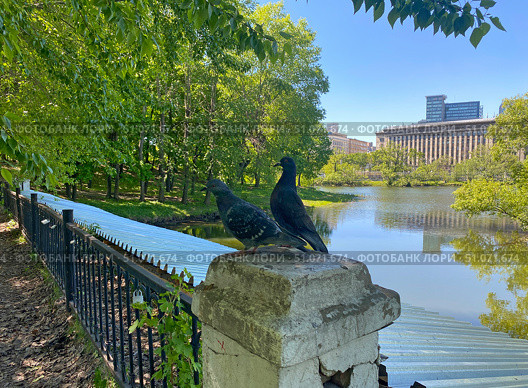 Голуби на ограде в Лефортовском парке, Москва (2024 год). Стоковое фото, фотограф Мария Кылосова / Фотобанк Лори