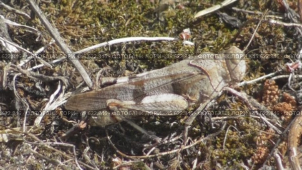 Голубокрылая кобылка Oedipoda caerulescens. Стоковое видео, видеограф Александр Мамонтов / Фотобанк Лори