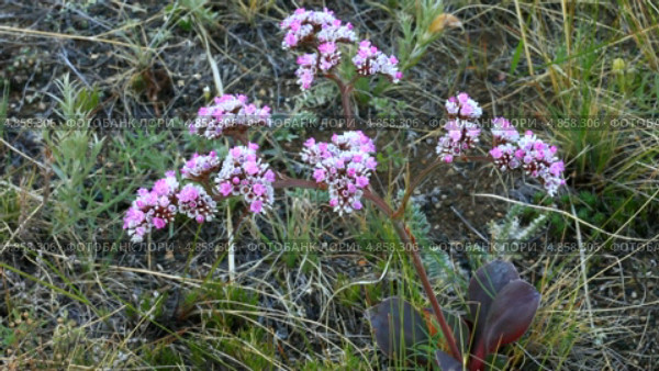 Гониолимон красивый, или углостебельник на берегу Байкала (лат. Goniolimon speciosum (L.) Boiss) Стоковое видео, видеограф Виктория Катьянова / Фотобанк Лори