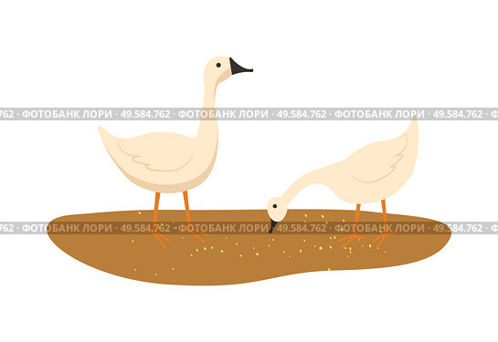 Goose closeup vector, domestic animals eating food laying on ground with mud isolated poultry flat style. Geese breeding and growing in rural area. Goose on Ground, Animal Eating Food Wheat Vector. Стоковая иллюстрация, агентство Ingram Publishing / Фотобанк Лори