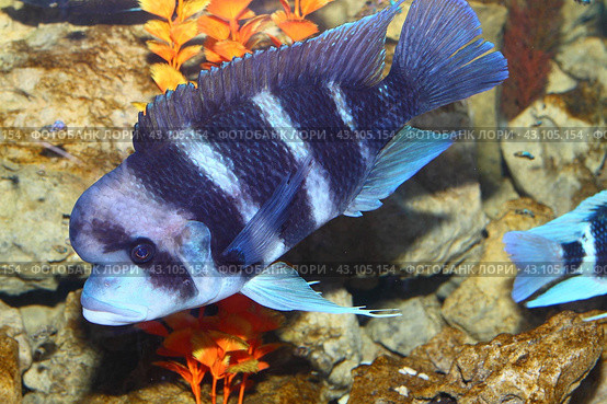 Горбатая рыба - Cyphotilapia frontosa в аквариуме. Цихлида - аквариумная рыбка. Стоковое фото, фотограф Дорощенко Элла / Фотобанк Лори