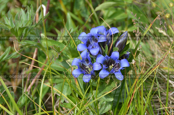 Горечавка в горах Западного Кавказа. Stemless gentian (Gentiana acaulis) in flower. Стоковое фото, фотограф Овчинникова Ирина / Фотобанк Лори