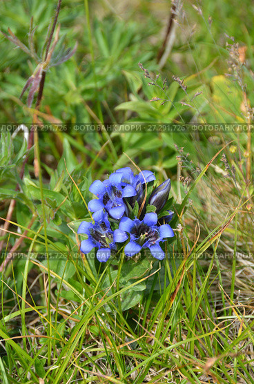Горечавка в горах Западного Кавказа. Stemless gentian (Gentiana acaulis) Стоковое фото, фотограф Овчинникова Ирина / Фотобанк Лори
