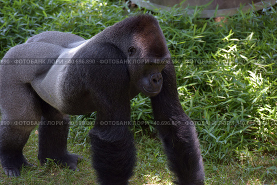 Gorilla in Washington zoo. Стоковое фото, фотограф Анна Кривицкая / Фотобанк Лори