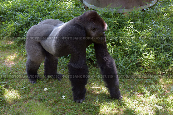 Gorilla in Washington zoo. Стоковое фото, фотограф Анна Кривицкая / Фотобанк Лори