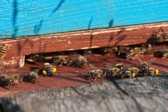 Горная пасека. Пчёлы у летка. Mountain apiary. Bees at the tap-hole. Стоковое фото, фотограф Евгений Романов / Фотобанк Лори
