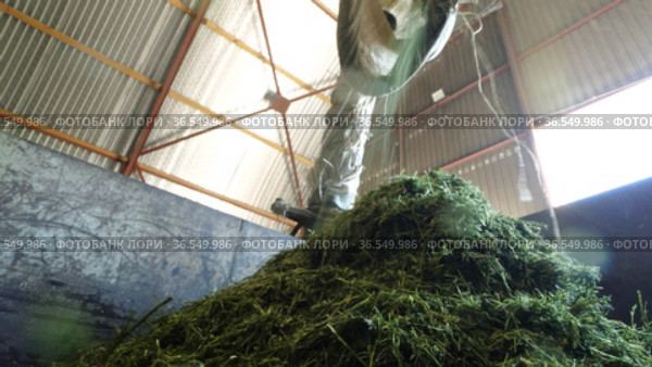 Горный Алтай. Измельчение побегов солянки холмовой (Salsola collina). Grinding of saltwort (Salsola collina) shoots. Стоковое видео, видеограф Евгений Романов / Фотобанк Лори