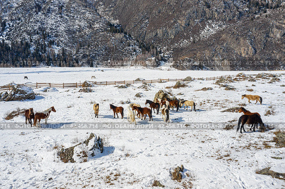 Горный Алтай, лошади на горном пастбище. Вид с воздуха. Altai Mountains, horses on a mountain pasture. Aerial view. Стоковое фото, фотограф Евгений Романов / Фотобанк Лори