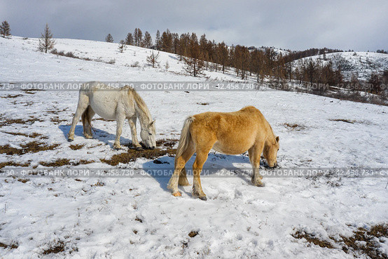 Горный Алтай, лошади на горном пастбище. Вид с воздуха. Altai Mountains, horses on a mountain pasture. Aerial view. Стоковое фото, фотограф Евгений Романов / Фотобанк Лори