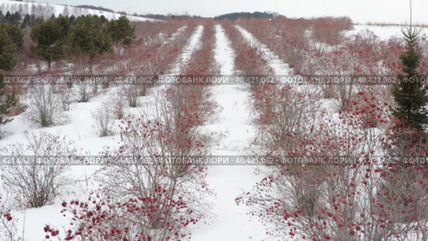Горный Алтай, плантации калины зимой. Вид с воздуха. Altai mountains, viburnum plantations in winter. Aerial view. Стоковое видео, видеограф Евгений Романов / Фотобанк Лори