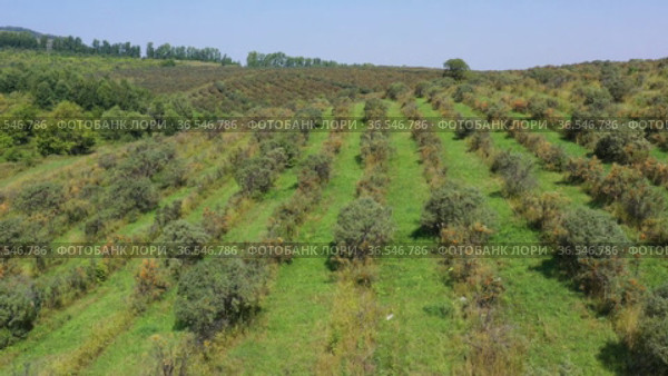 Горный Алтай. Плантации облепихи осенью. Вид с воздуха. Altai mountains. Sea-buckthorn plantations in autumn. Aerial view. Стоковое видео, видеограф Евгений Романов / Фотобанк Лори