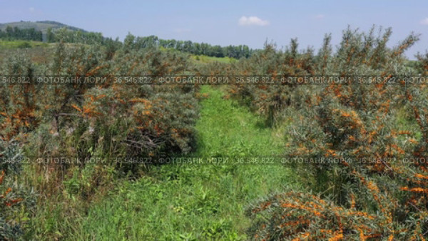 Горный Алтай. Плантации облепихи осенью. Вид с воздуха. Altai mountains. Sea-buckthorn plantations in autumn. Aerial view. Стоковое видео, видеограф Евгений Романов / Фотобанк Лори