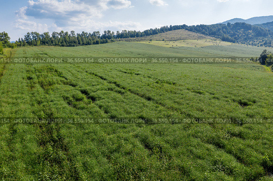 Горный Алтай. Поле солянки холмовой (Salsola collina). Вид с воздуха. Altai mountains. Field of saltwort (Salsola collina). Aerial view. Стоковое фото, фотограф Евгений Романов / Фотобанк Лори