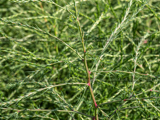 Горный Алтай. Поле солянки холмовой (Salsola collina). Altai mountains. Field of saltwort (Salsola collina). Стоковое фото, фотограф Евгений Романов / Фотобанк Лори