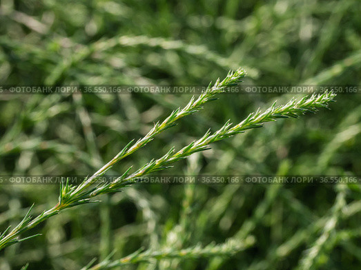 Горный Алтай. Поле солянки холмовой (Salsola collina). Altai mountains. Field of saltwort (Salsola collina). Стоковое фото, фотограф Евгений Романов / Фотобанк Лори