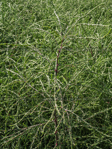 Горный Алтай. Поле солянки холмовой (Salsola collina). Altai mountains. Field of saltwort (Salsola collina). Стоковое фото, фотограф Евгений Романов / Фотобанк Лори