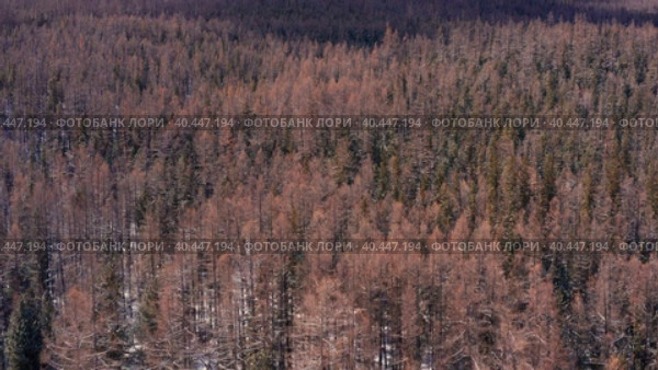 Горный Алтай зимой. Курайский хребет. Вид с воздуха. Altai mountains in winter. Kurai ridge. Aerial view. Стоковое видео, видеограф Евгений Романов / Фотобанк Лори