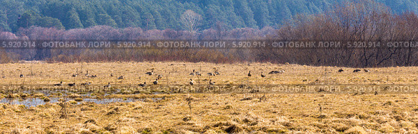 Город Кологрив. Гусиный заказник "Кологривская пойма" (2014 год). Стоковое фото, фотограф Сергей Лаврентьев / Фотобанк Лори
