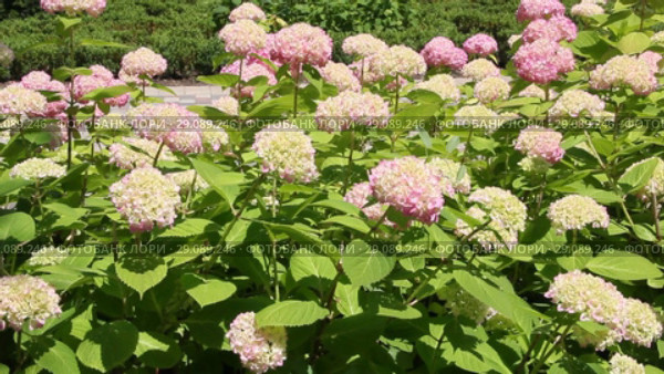 Гортензия ( Hydrangea) — род цветковых растений семейства Гортензиевые (2018 год). Редакционное видео, видеограф Олег Хархан / Фотобанк Лори