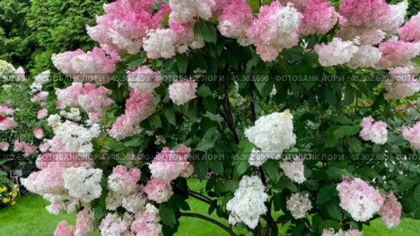 Гортензия метельчатая древовидная (hydrangea paniculata) - Сандей Фрейз на клумбе. Компания "Русский Огород". (2024 год). Редакционное видео, видеограф Владимир Шипикин / Фотобанк Лори