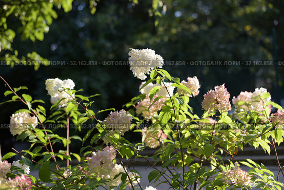 Гортензия метельчатая. Hydrangea paniculata. Стоковое фото, фотограф Ирина Носова / Фотобанк Лори
