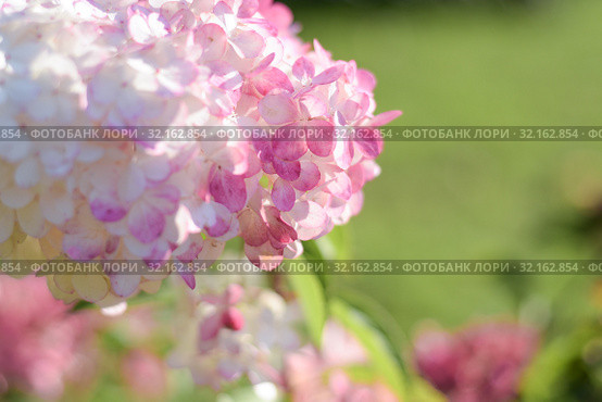 Гортензия метельчатая соцветие крупным планом. Hydrangea paniculata. Стоковое фото, фотограф Ирина Носова / Фотобанк Лори