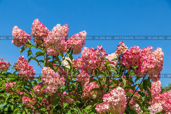Гортензия метельчатая Ваниль Фрэз / Рени. Hydrangea paniculata Vanille Fraise / Rehny. Штамб. Стоковое фото, фотограф Ольга Сейфутдинова / Фотобанк Лори