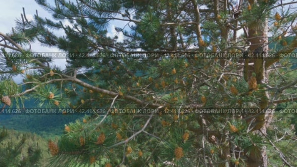 Горы, покрытые зеленым пышным лесом. Камера плавно перемещается, имитируя вид человека, идущего по горной тропе. На переднем плане - небольшие ели. Стоковое видео, видеограф Воловодов Владимир / Фотобанк Лори