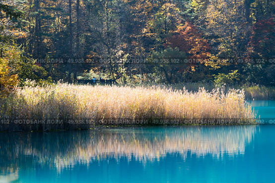 Goshiki-numa Five Colour Pond in Autumn, Urabandai, Fukushima, Japan. Стоковое фото, агентство Ingram Publishing / Фотобанк Лори