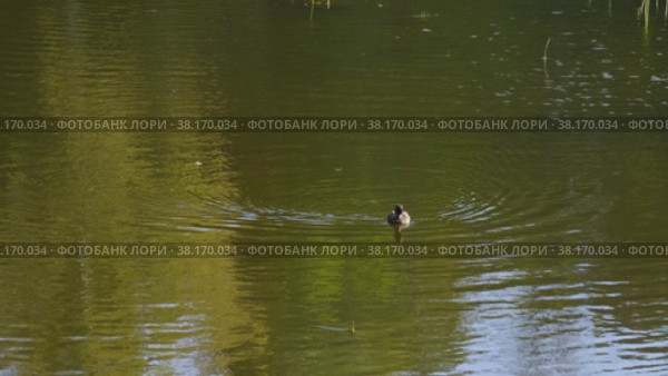 Государственный музей Павловск осенью. Утка в реке Славянка. State museum Pavlovsk in autumn. Duck in the Slavyanka River. (2021 год). Редакционное видео, видеограф Евгений Романов / Фотобанк Лори