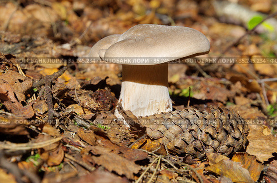 Говорушка дымчатая (лат. Clitocybe nebularis) в осеннем лесу. Стоковое фото, фотограф Елена Коромыслова / Фотобанк Лори