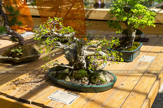 Граб восточный (Carpinus orientalis) - - бонсай в стиле "Прямой свободный" (Мойоги). Возраст - около 25 лет. Выставка бонсай в Аптекарском Огороде, Москва. Май 2017. Редакционное фото, фотограф Сергей Рыбин / Фотобанк Лори