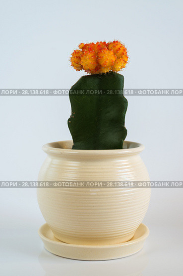Grafted Cactus in white pot on white background. Стоковое фото, фотограф Володина Ольга / Фотобанк Лори