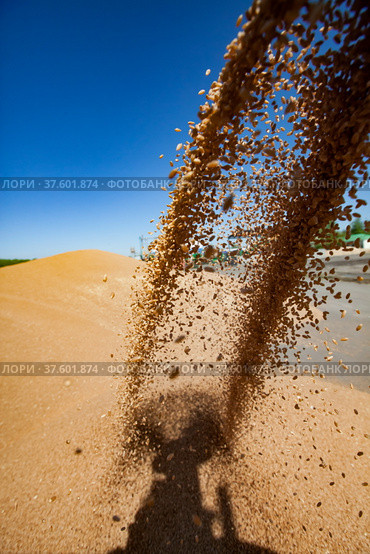 Grain winnower machine for wheat seeds. Spring sowing campaign. Стоковое фото, фотограф Alexey Rezvykh / Фотобанк Лори