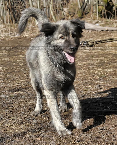 Gray dog crossbreed Caucasian shepherd on a leash. Стоковое фото, фотограф Анна Кривицкая / Фотобанк Лори