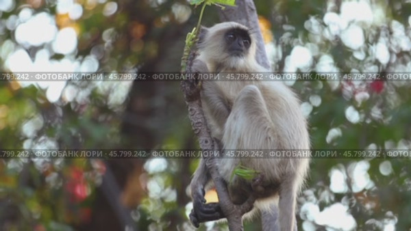 Gray langur (Semnopithecus), also called Hanuman langur is a genus of Old World monkeys native to the Indian subcontinent. Ranthambore National Park Sawai Madhopur Rajasthan India (2019 год). Стоковое видео, видеограф Андрей Армягов / Фотобанк Лори