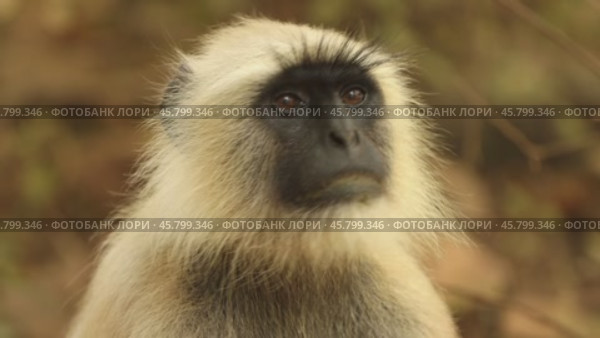 Gray langur (Semnopithecus), also called Hanuman langur is a genus of Old World monkeys native to the Indian subcontinent. Ranthambore National Park Sawai Madhopur Rajasthan India (2019 год). Стоковое видео, видеограф Андрей Армягов / Фотобанк Лори