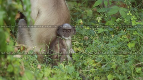 Gray langur (Semnopithecus), also called Hanuman langur is a genus of Old World monkeys native to the Indian subcontinent. Ranthambore National Park Sawai Madhopur Rajasthan India (2019 год). Стоковое видео, видеограф Андрей Армягов / Фотобанк Лори