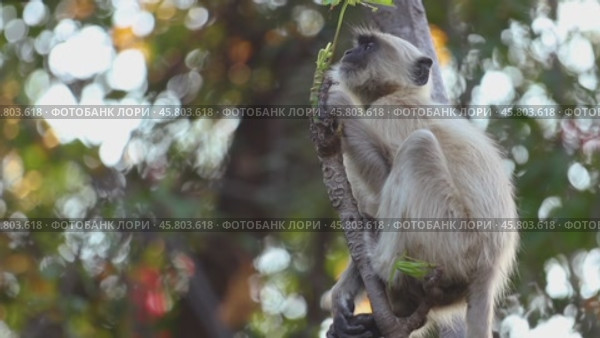 Gray langur (Semnopithecus), also called Hanuman langur is a genus of Old World monkeys native to the Indian subcontinent. Ranthambore National Park Sawai Madhopur Rajasthan India (2019 год). Стоковое видео, видеограф Андрей Армягов / Фотобанк Лори