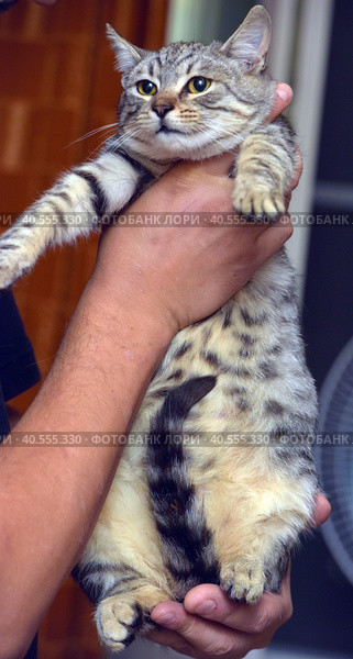 Gray with stripes cat in hands. Стоковое фото, фотограф Анна Кривицкая / Фотобанк Лори
