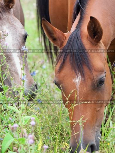 grazing dam with her foal. close up. Стоковое фото, агентство Ingram Publishing / Фотобанк Лори