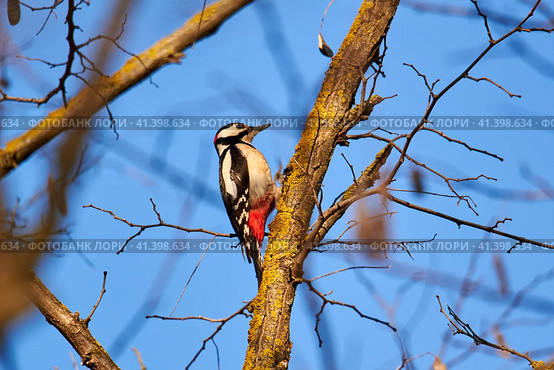 Great Spotted Woodpecker. Great Woodpecker. Dendrocopos major. Стоковое фото, фотограф Владимир Глинский / Фотобанк Лори