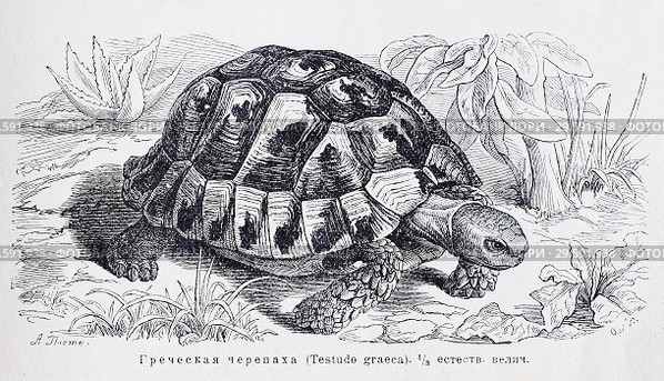 Греческая черепаха (Testudo graeca) - рисунок  из книги А. Брэма "Жизнь животных" 1896 г. Стоковая иллюстрация, иллюстратор Вера Смолянинова / Фотобанк Лори