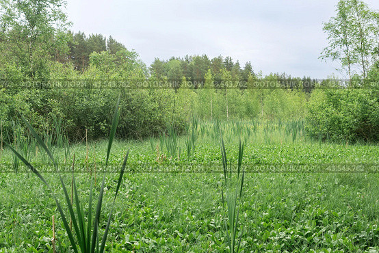 Green fen with sedge and bogbeans in the forest. Стоковое фото, фотограф Евгений Харитонов / Фотобанк Лори