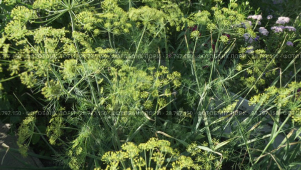 Green fennel ripens on garden bed stock footage video. Стоковое видео, видеограф Юлия Машкова / Фотобанк Лори