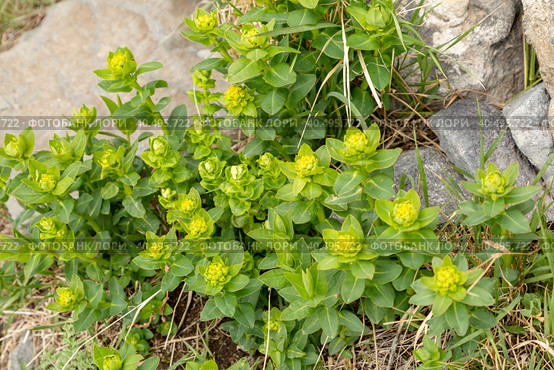 Green flowers of Myrtle Euphorbia myrsinites. The myrtle spurge, blue spurge or broad leaved glaucous spurge. Стоковое фото, фотограф Ольга Сейфутдинова / Фотобанк Лори