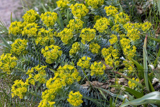 Green flowers of Myrtle Euphorbia myrsinites, the myrtle spurge, blue spurge or broad-leaved glaucous-spurge. Стоковое фото, фотограф Ольга Сейфутдинова / Фотобанк Лори